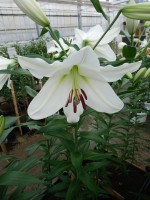 [4190 Pearl Queen VZ No02.JPG]